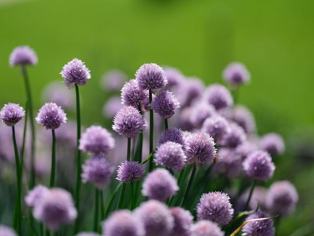 Generiraj visoku razlučivost