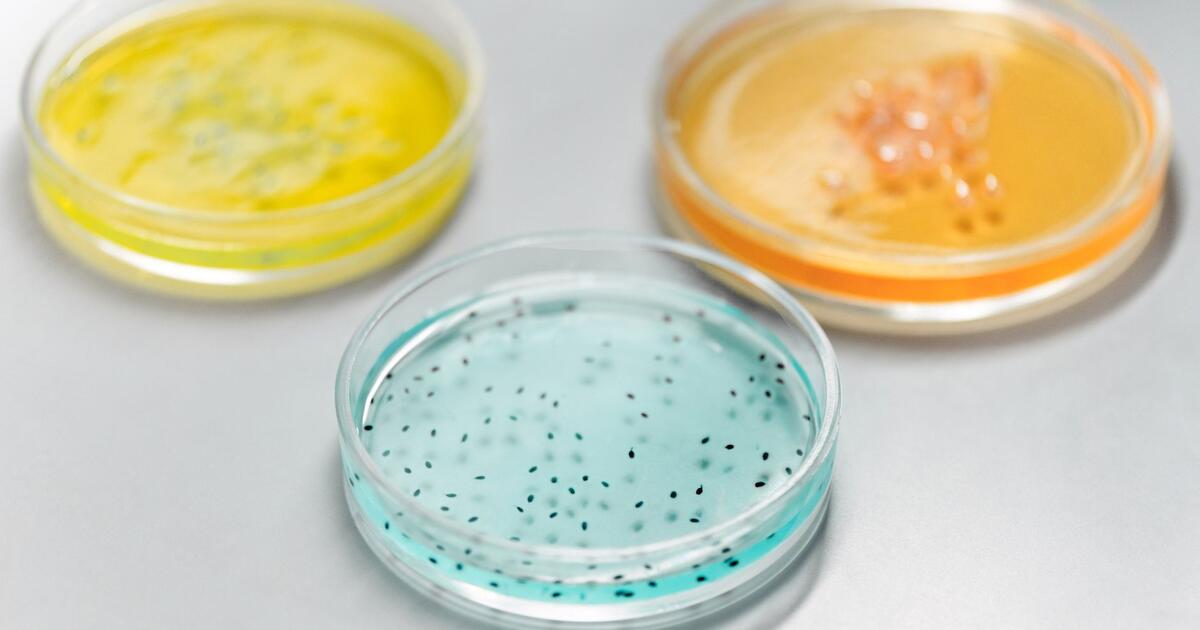 Laboratorijsko istrazivanje lijeka za rak gusterace