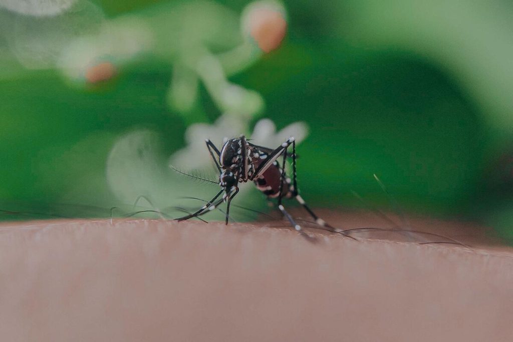 Close-up of a mosquito on skin outdoors at dusk, no people's faces visible