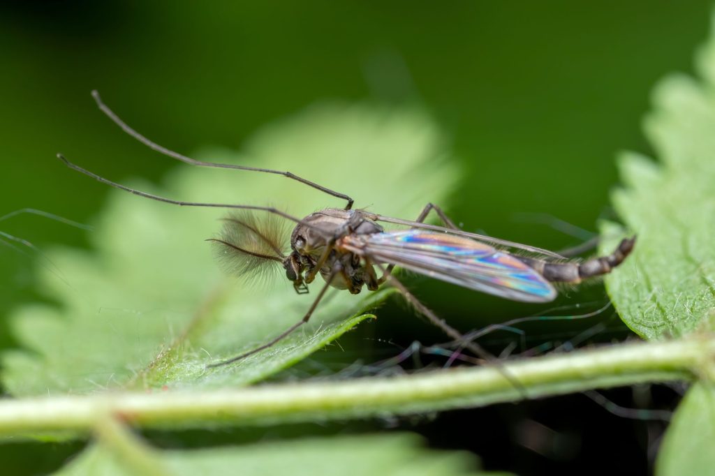 biting midge insect macro photography on leaf