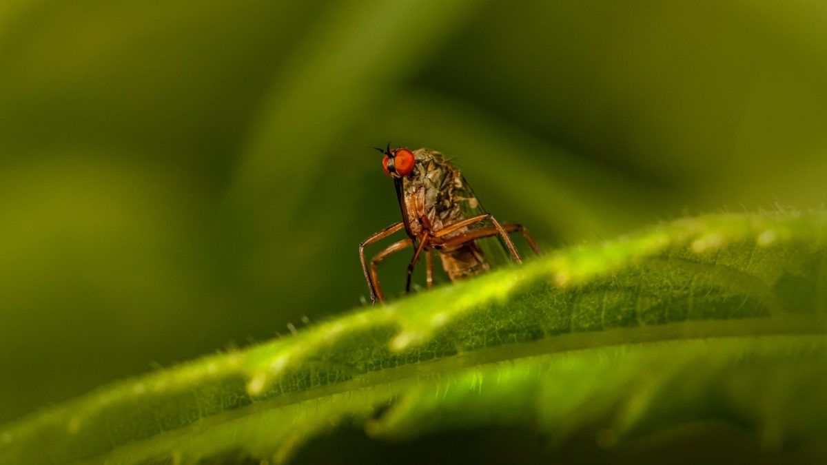 mikroskopski prikaz insekta koji prenosi virus